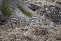 Closeup of cute striped young wild brown boars in a forest in Germany Royalty Free Stock Photo