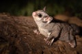 Closeup of a cute Sugar Glider Petaurus breviceps Royalty Free Stock Photo