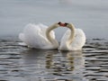 Closeup of the cute swans couple in the pond