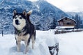 Closeup of a cute Syberian husky in the snow Royalty Free Stock Photo