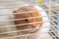 Closeup of a cute Syrian hamster looking through the bars of its cage