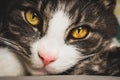 Closeup of cute tabby cat face with big green eyes and pink nose Royalty Free Stock Photo