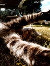 Closeup of a cute tabby cat lying on the ground Royalty Free Stock Photo