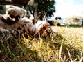 Closeup of a cute tabby cat lying on the ground Royalty Free Stock Photo