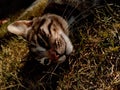 Closeup of a cute tabby cat lying on the ground Royalty Free Stock Photo