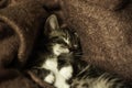 Closeup of a cute tabby kitten sleeping comfortably on a couch Royalty Free Stock Photo