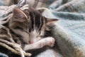 Cute tabby kitten sleeping under wool blanket Royalty Free Stock Photo