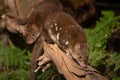 Closeup of cute Tiger Quolls, also known as spotted-tail quoll, spotted quoll native to Australia. Royalty Free Stock Photo