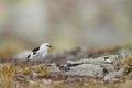 Closeup of a cute tiny Snow bunting on the ground in the DovrefjellÃ¢â¬âSunndalsfjella National Park