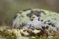 Closeup of a cute tiny Snow bunting on the ground in the DovrefjellÃ¢â¬âSunndalsfjella National Park