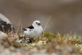 Closeup of a cute tiny Snow bunting on the ground in the DovrefjellÃ¢â¬âSunndalsfjella National Park