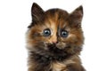 Closeup Cute Tortie Kitten on White background Royalty Free Stock Photo