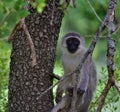 Closeup of a cute Vervet monkey next to the tree bark