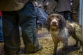 Closeup of a cute wet hunting dog relaxing on a farm after hunting Royalty Free Stock Photo