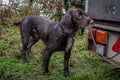 Closeup of a cute wet hunting dog relaxing in a garden after hunting Royalty Free Stock Photo