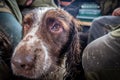 Closeup of a cute wet hunting dog relaxing with hunters Royalty Free Stock Photo