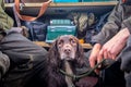 Closeup of a cute wet hunting dog relaxing with hunters Royalty Free Stock Photo