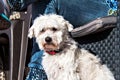 White dog Bichon Maltes on the terrace of the house Royalty Free Stock Photo