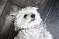 Closeup of a cute white Bichon Maltes puppy lying on the ground Royalty Free Stock Photo