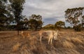 Closeup of a cute white donkey with a funny sheep Royalty Free Stock Photo