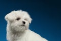 Closeup Cute White Maltese Puppy with Pity Face Looking Back