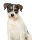 Jack Russell Terrier Crossbreed Dog Closeup Royalty Free Stock Photo