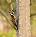 Closeup of a cute woodpecker bird perched on a concrete pole