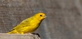 Closeup of a cute yellow canary bird