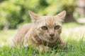 Closeup of cute yellow cat stay on green grass floor Royalty Free Stock Photo