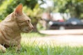 Close up of cute yellow cat stay on green grass floor Royalty Free Stock Photo