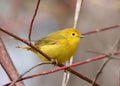 Portrait of a Yellow Warbler Dendroica petechia