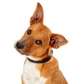 Brown Dog Tilting Head Listening - Extracted Royalty Free Stock Photo