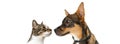 Dog and Cat Looking At Each Other Banner Royalty Free Stock Photo