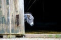 Closeup of a cute youngdonkey in the stall Royalty Free Stock Photo