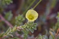 Cutleaf Evening Primrose Royalty Free Stock Photo