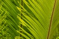 Closeup of cycad palm leaf