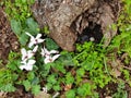 Closeup on Cyclamen Flowers and Snail in a Tree Trunk