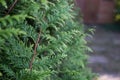 cypress tree branch in the hedge in the garden