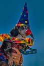 Closeup of a Dachshund dressed like clown for a wiener dog custom contest in Jefferson city Royalty Free Stock Photo
