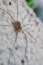 Closeup of a daddy longlegs on a concrete surface