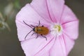 Closeup on a daffodil leaf beetle, Exosoma lusitanicum sitting in a pink Convolvulus flower Royalty Free Stock Photo