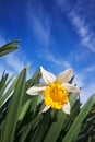 Closeup of daffodils against a blue sky Royalty Free Stock Photo