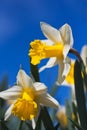 Closeup of daffodils against a blue sky Royalty Free Stock Photo