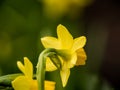 A closeup of daffodils in spring 2021 with lovely bokeh