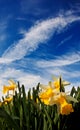 Closeup of daffodisl against a blue sky Royalty Free Stock Photo