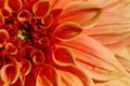 Closeup of dahlia flower in full bloom in the garden Royalty Free Stock Photo