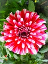 Closeup of dahlia flower full bloom in the garden Royalty Free Stock Photo
