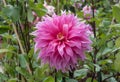 Closeup of dahlia flower in full bloom Royalty Free Stock Photo