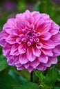 Closeup of dahlia flower in full bloom in the garden. Royalty Free Stock Photo