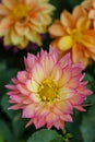 Closeup dahlia flower in garden Royalty Free Stock Photo